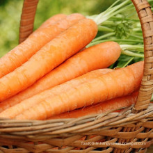 Offrir de nouvelles carottes fraîches